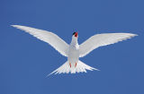 South American Tern 